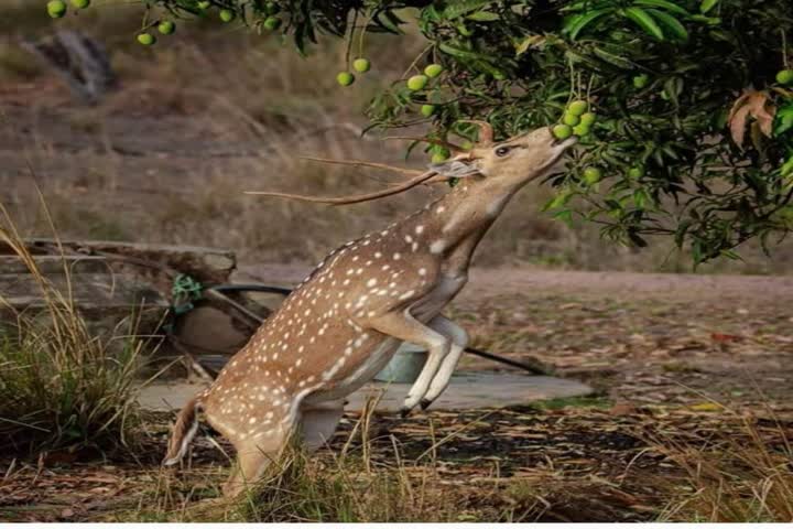 જૂનાગઢ