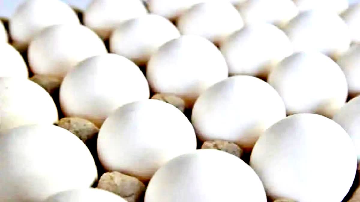 Current Egg Price in Telangana