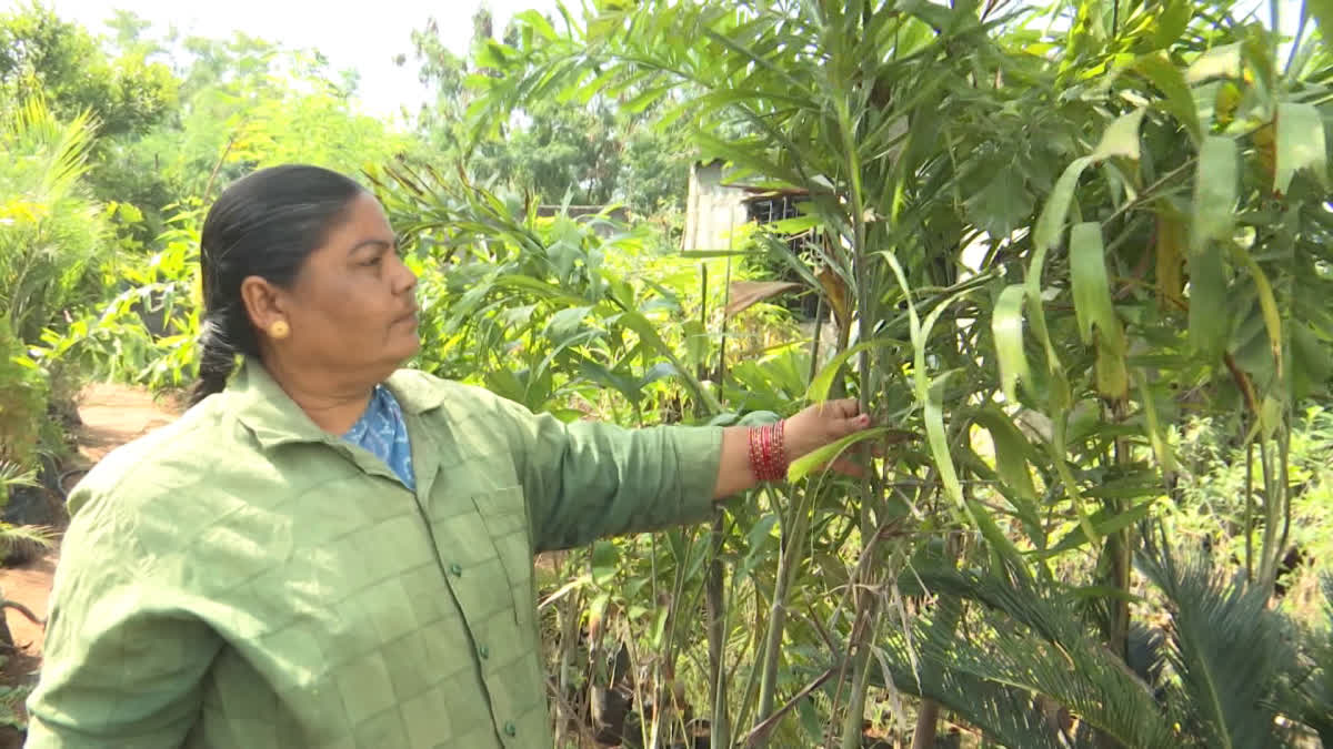 Saidulu Galimbi Nursery