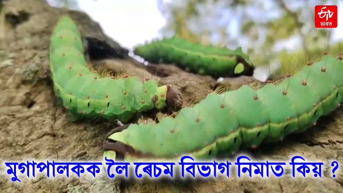 muga farmers face various problems due to the negligence of Department of Silk