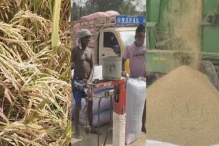 samba paddy cultivation in Tiruvannamalai