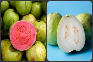 Better Red or White Guava