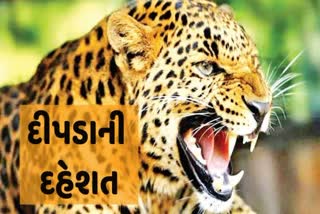 Wankaner Leopard Attack
