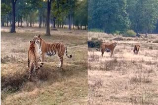 DJ tigress fun with cubs