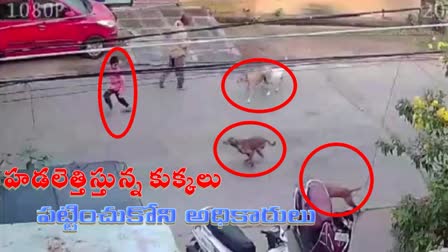 Stray Dogs Attacked on Boy In Guntur