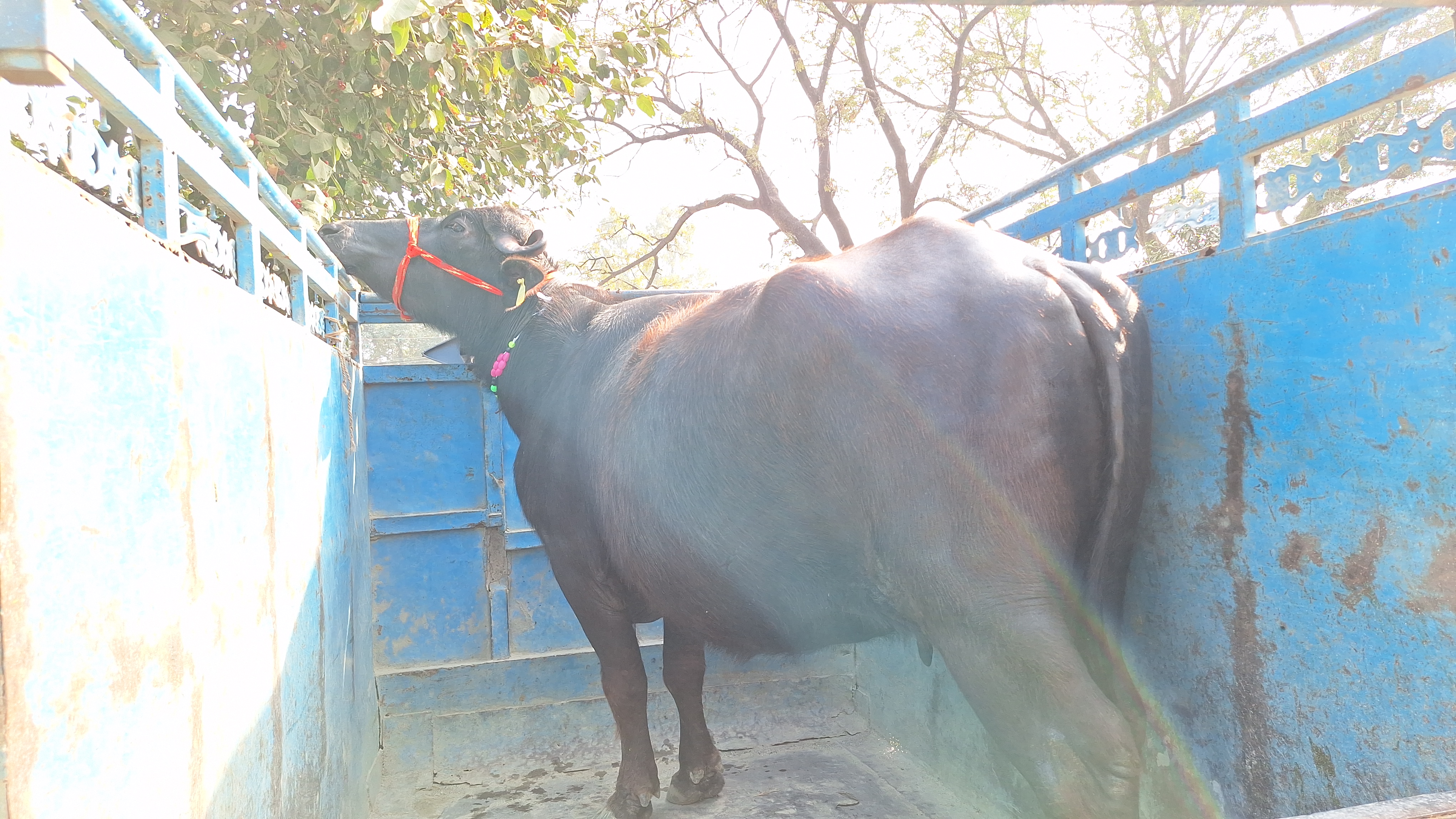 Animal exhibition held in Ramnagar