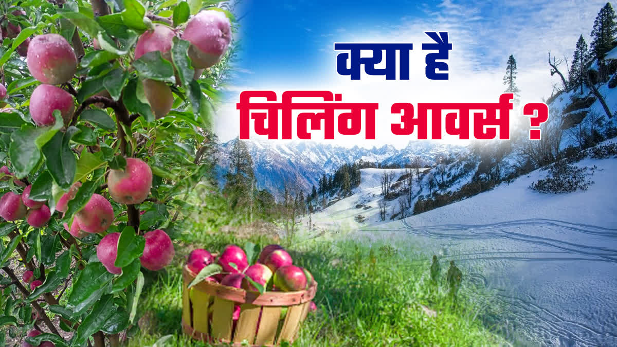 Himachal Apple