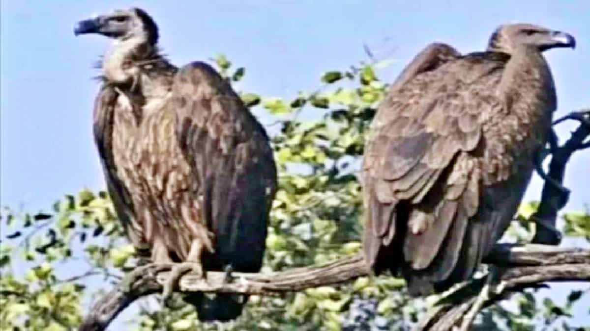 VULTURES SPOTTED IN VTR