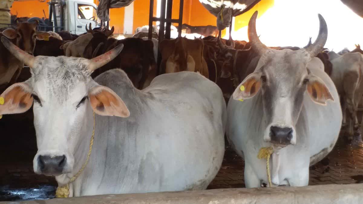 up yogi government give 72 cows expenses found only 52 cows firozabad latest news.