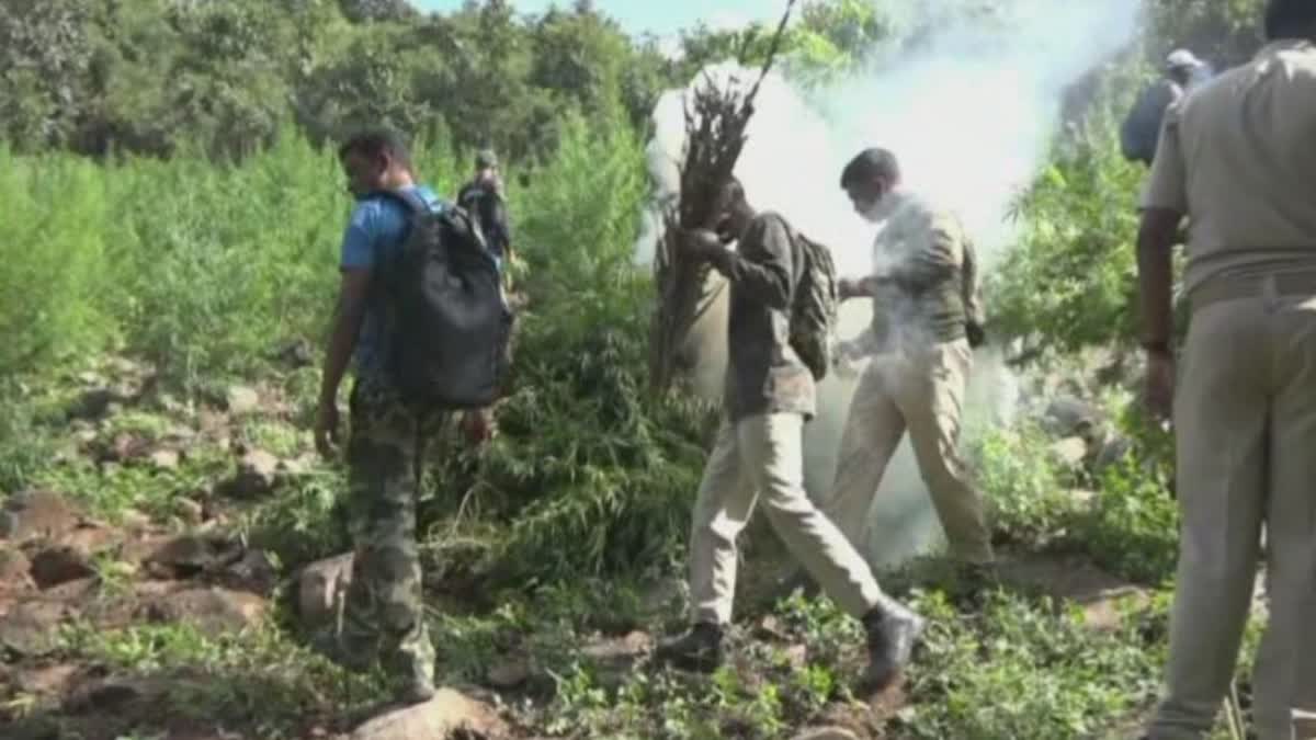 ILLEGAL GANJA CULTIVATION