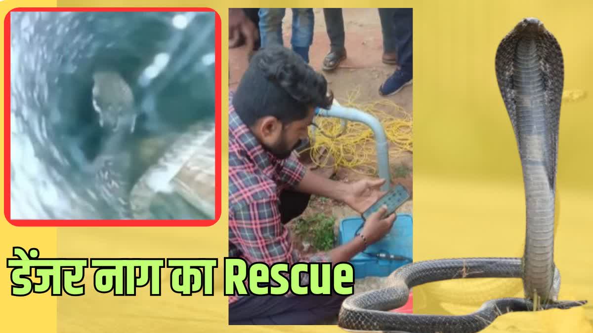 The king cobra that fell into the borewell was rescued