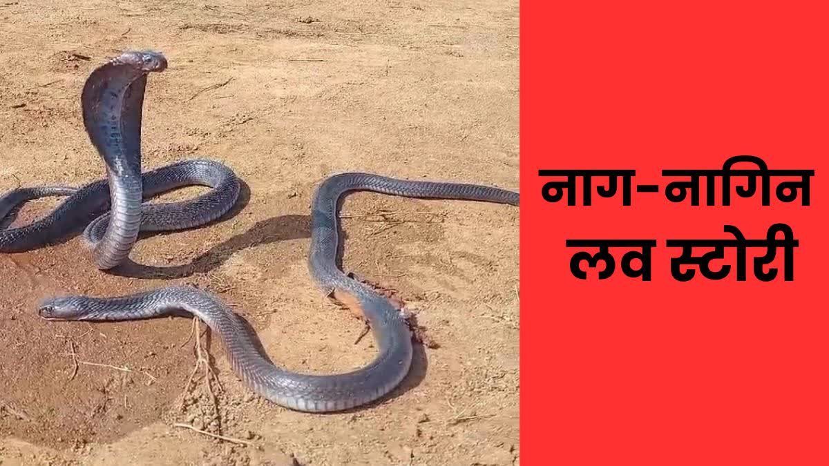 SHIVPURI SNAKE UNIQUE VIDEO