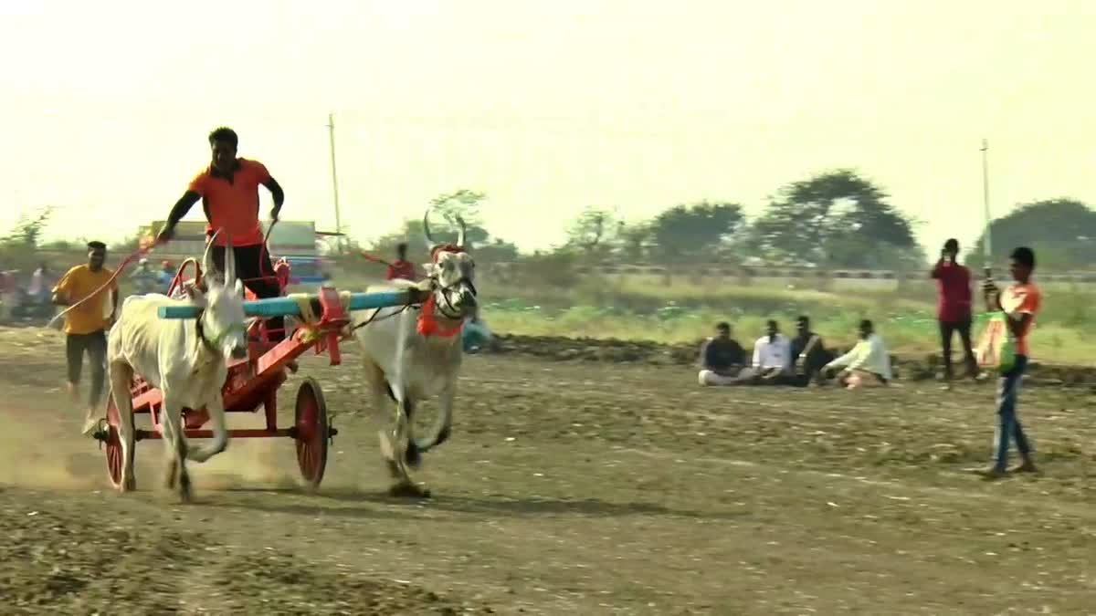 bull-running-competition-held-in-haveri