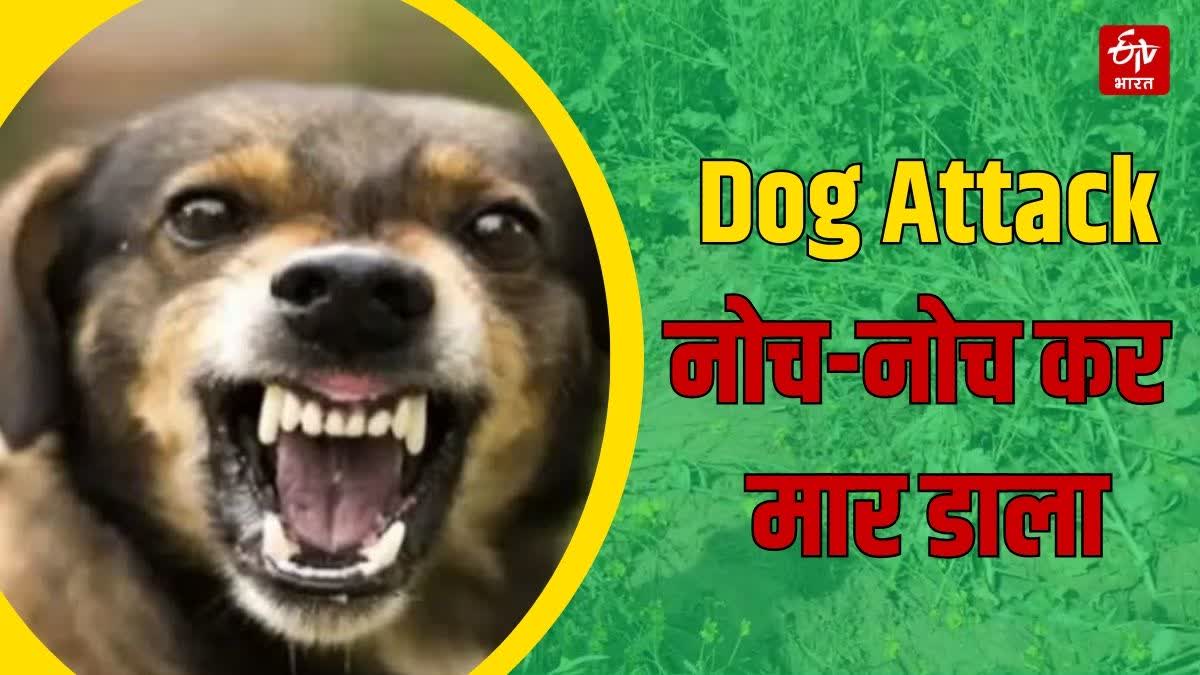 Dog Attack Death Case