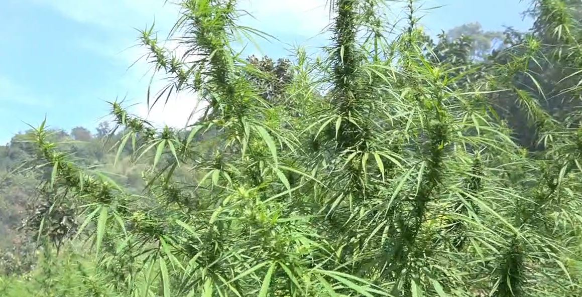 ILLEGAL GANJA CULTIVATION