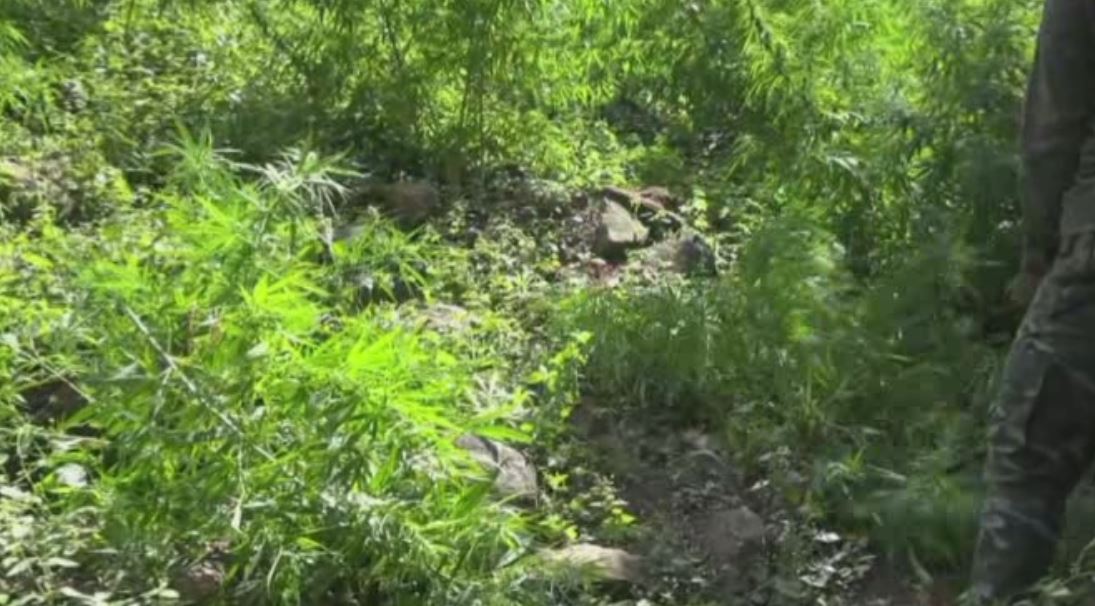 ILLEGAL GANJA CULTIVATION