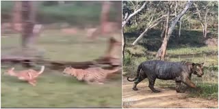 BANDIPUR SAFARI  CHAMARAJANAGAR  TIGER SPOTTED  ಜಿಂಕೆ ಹಿಂಡನ್ನು ಅಟ್ಟಾಡಿಸಿದ ಚಿರತೆ