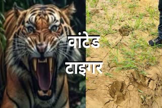 up lakhimpur kheri elephants arrived catch tiger hidden in lucknow forest latest news.