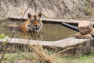 Rising Tiger Straying Incidents In Sariska A Cause For Worry