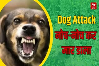 Dog Attack Death Case