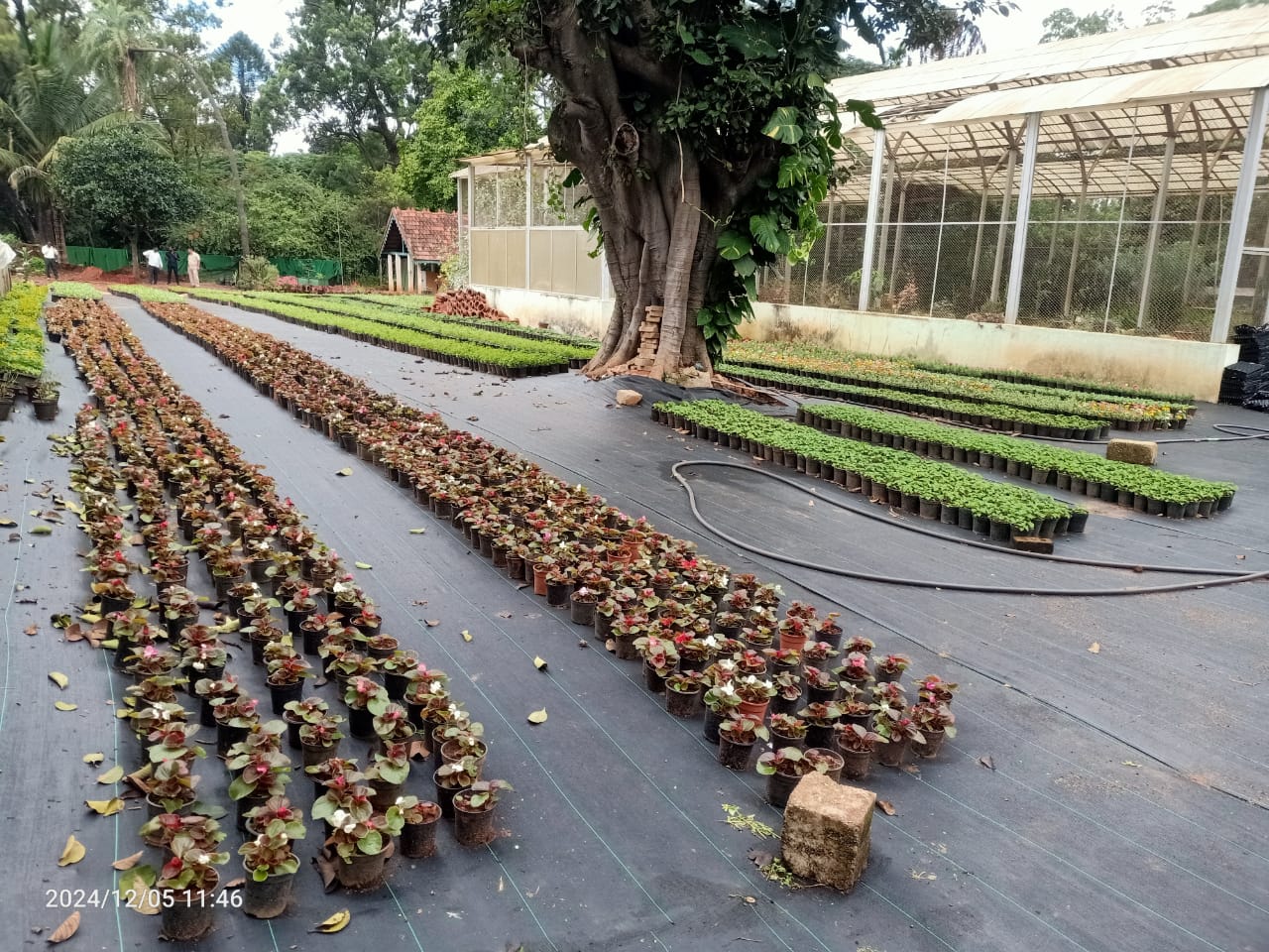 REPUBLIC DAY FLOWER SHOW  BENGALURU  MAHARSHI VALMIKI  ಲಾಲ್‌ಬಾಗ್‌ನಲ್ಲಿ ಫಲಪುಷ್ಪ ಪ್ರದರ್ಶನ