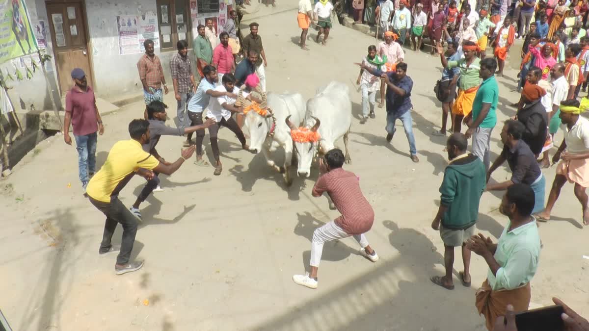 മഞ്ചുവിരട്ട്  Jallikattu  കാളയോട്ട മത്സരം  ജെല്ലികെട്ട്  വട്ടവട മഞ്ചുവിരട്ട്