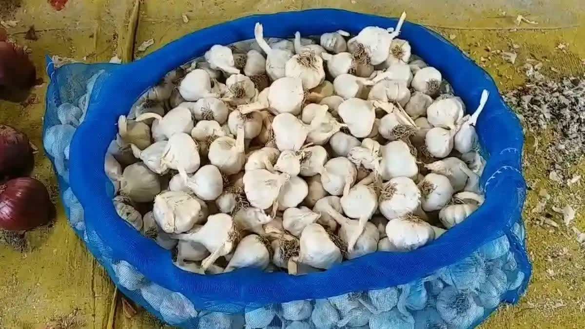 Garlic Price Hike  Garlic Price Gujarat  വെളുത്തുള്ളി വില  ഗുജറാത്തിലെ വിലക്കയറ്റം