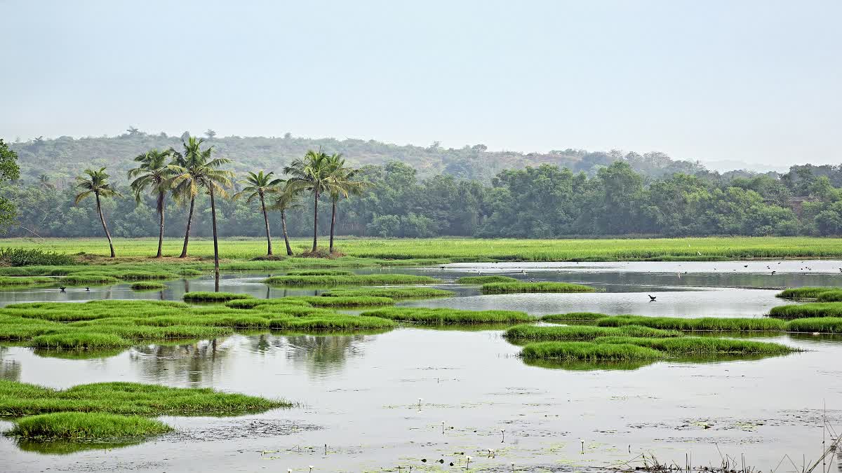 World Wetlands day 2024