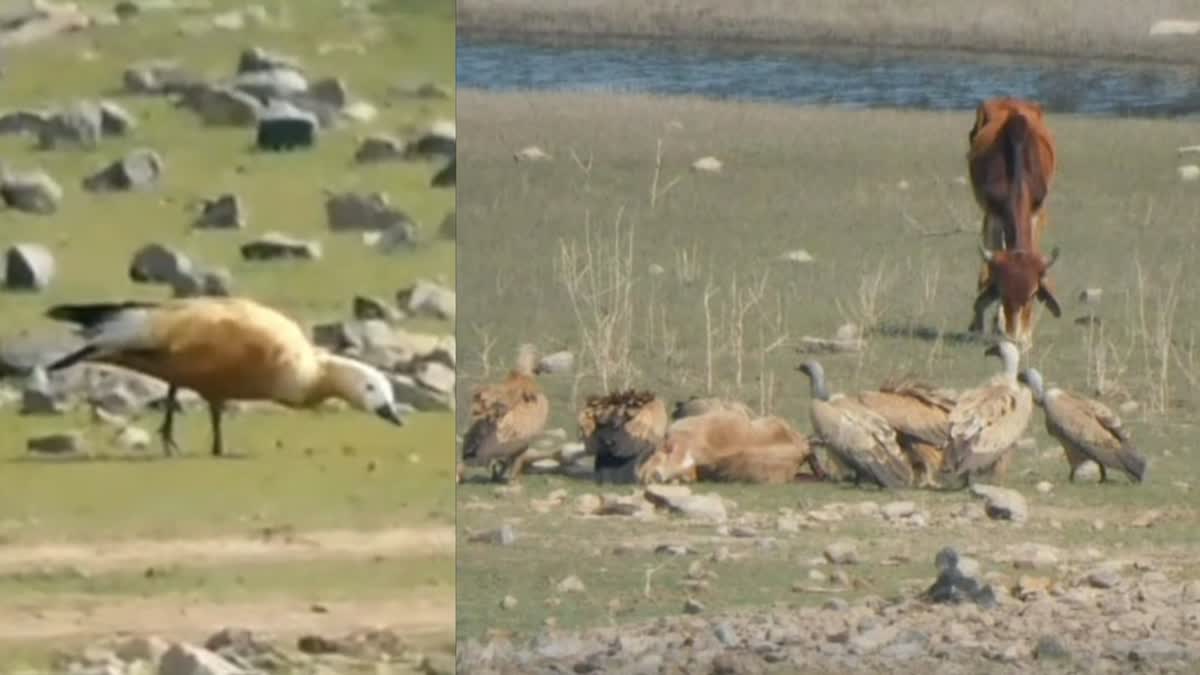 Bird count at Orai Dam