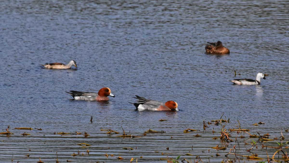Wetlands of Gujarat: મહીસાગરના સ્વરુપસાગર તળાવમાં પક્ષી ગણતરી યોજાઇ,  75 પક્ષીઓની જાતો નોંધાઇ