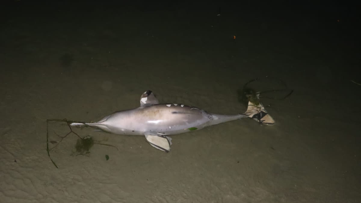 Dolphin Dead body recovered
