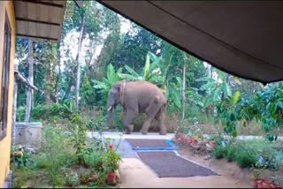 Mananthavady Wild Elephant  Wayanad Wild Elephant  വയനാട് കാട്ടാന  മാനന്തവാടി ഒറ്റയാന്‍