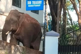 Wild Elephant In Mananthavady  Wayanad Wild Elephant  Minister AK Saseendran  മാനന്തവാടി കാട്ടാന