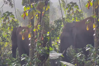 Thanneer Komban  Mananthavady Wild Elephant  തണ്ണീര്‍ കൊമ്പന്‍  മാനന്തവാടി കാട്ടാന