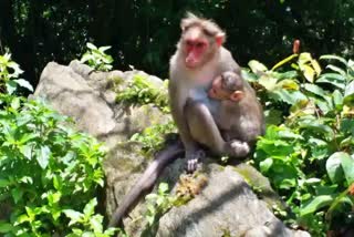 Monkey fever spreads in Karnataka Uttara Kannada district