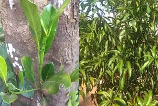 Jackfruit And Mango Farming  Jackfruit  Mango Cultivation  കാലാവസ്ഥ വ്യതിയാനം  ചക്ക മാങ്ങ