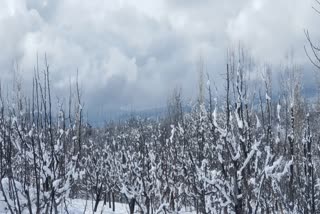 snowfall aftermath: chances of premature blossoming in orchards reduced