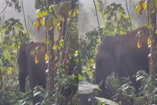 Wild Elephant Thanner Komban  Thanner Komban Shot  തണ്ണീര്‍ക്കൊമ്പനെ മയക്ക് വെടിവച്ചു  മാനന്തവാടി തണ്ണീര്‍ക്കൊമ്പന്‍