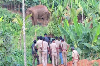 Mission Thaneer Komaban  Thaneer Komaban Wayanad  മിഷന്‍ തണ്ണീര്‍ക്കൊമ്പന്‍  മാനന്തവാടി കാട്ടാന