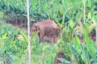 ವಯನಾಡಿನ ಜನನಿಬಿಡ ವಾಸಸ್ಥಳಕ್ಕೆ ನುಗ್ಗಿದ ಕಾಡಾನೆ