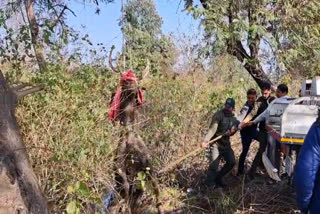 Forest Department Team Rescued Sambhar