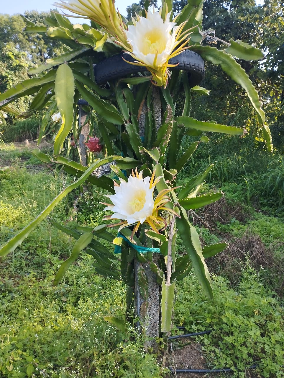 kamalnath farm house dragon fruit