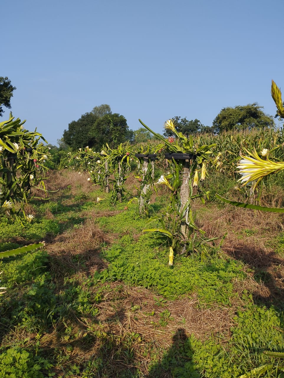 dragon fruit cultivation chhindwara