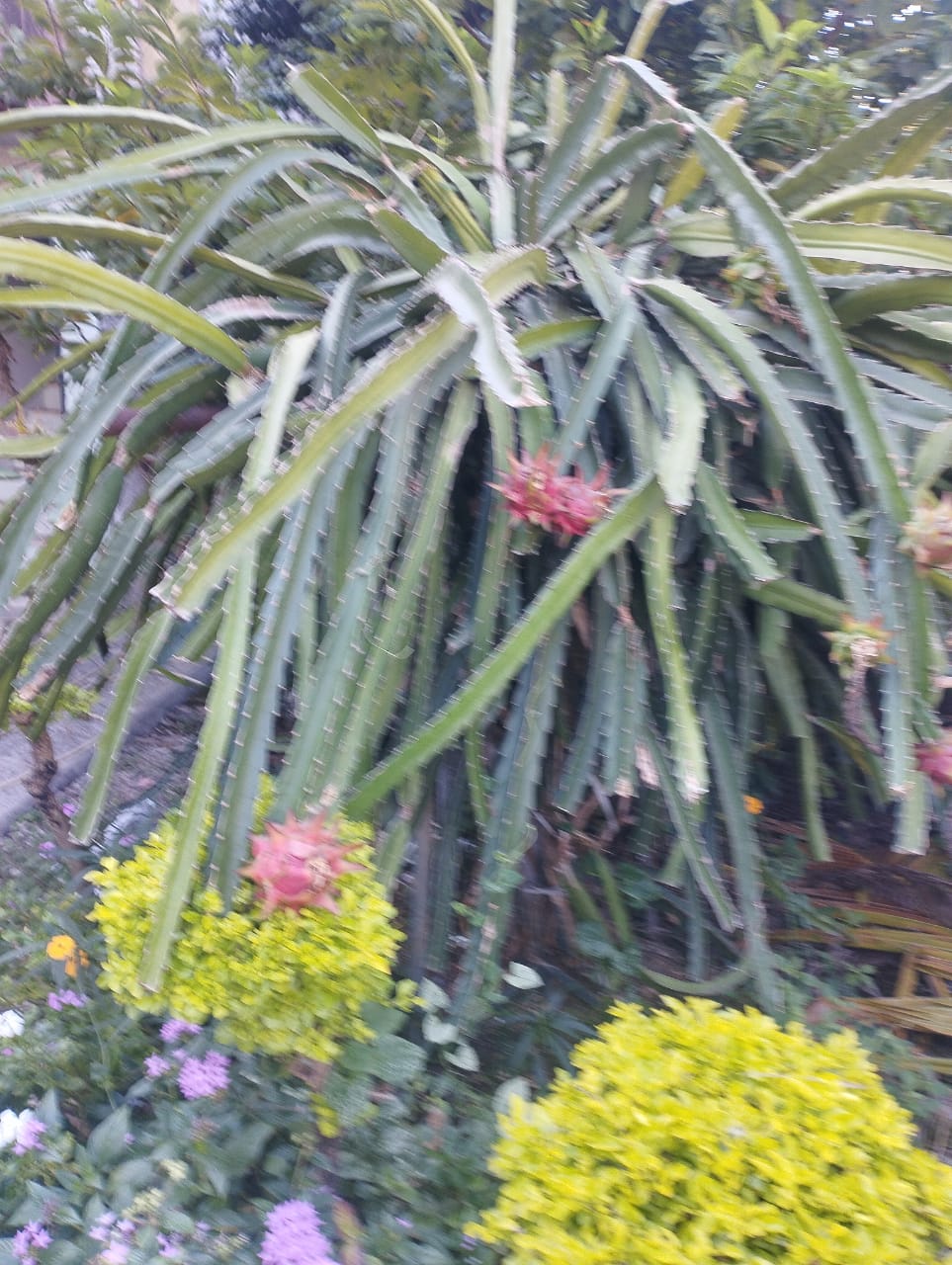 dragon fruit cultivation chhindwara