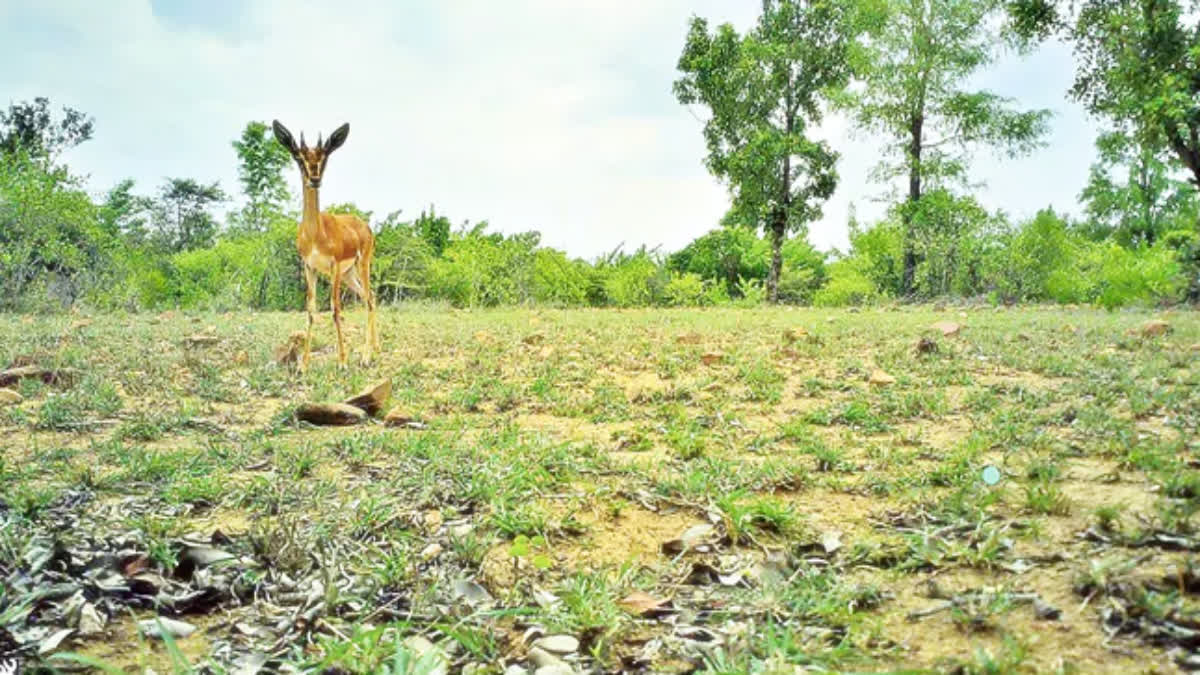 Chinkara Deer in Lankamala Forest