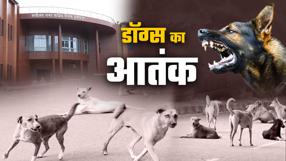 TERROR OF STRAY DOGS IN JAGDALPUR