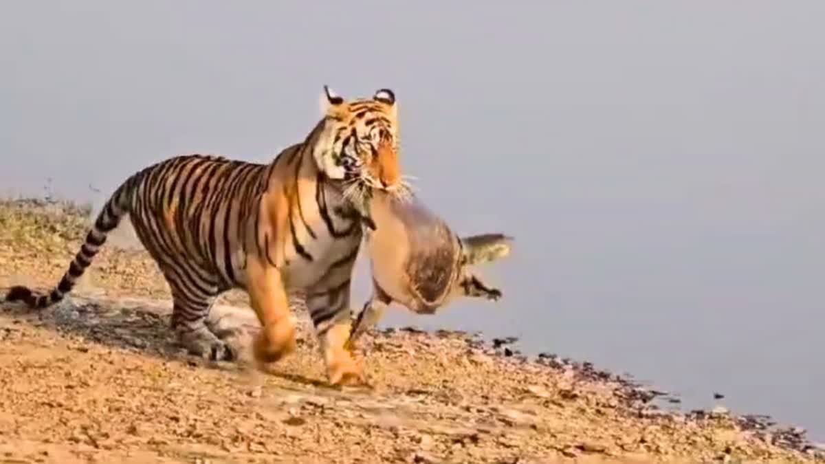 Tigress hunting at Ranthambore Park.