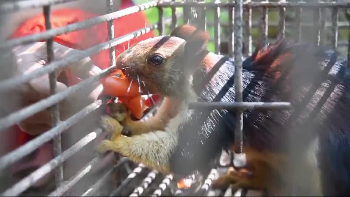 മലയണ്ണാൻ കെണിയിലായി  MOUNTAIN SQUIRREL TRAPPED  MOUNTAIN SQUIRREL  MOUNTAIN SQUIRREL IN MANDAMANGALAM