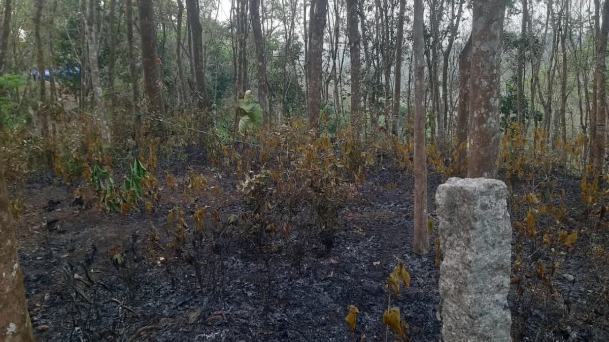 വീട്ടമ്മ വെന്തു മരിച്ചു  fire in rubber plantation  BURNS TO DEATH PATHANAMTHITTA  HOUSEWIFE DIES EXTINGUISHING FIRE