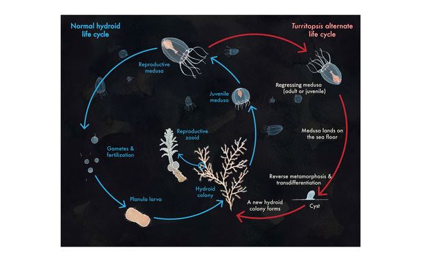 Life cycle of Turritopsis dohrnii, the Immortal Jellyfish